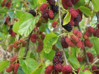 Vòng dâu tằm giúp bé yêu ngủ ngon không quấy khóc về đêm